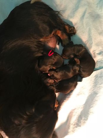 Day 1 - puppies within a few hours of being born.
