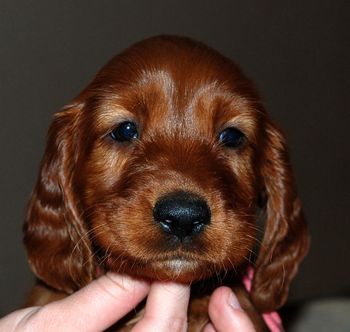 Pink girl 6 weeks old.
