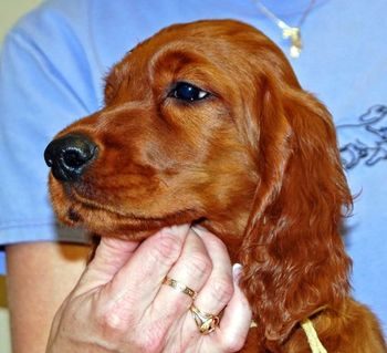 "Rio" Yellow girl head - 11 wks.
