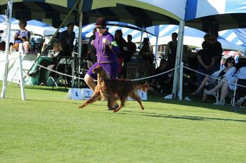 Avery moving in the ring.  Photo by Leslie Brochu.
