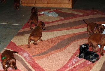 Puppies playing in the basement.
