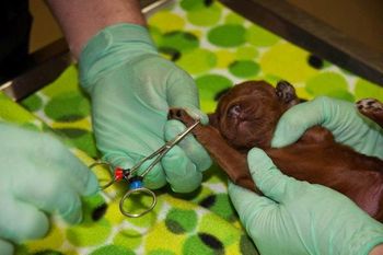 First puppy's turn. Thank heavens they are so young that they really don't know what is going on.
