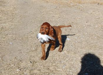 He would also see if they would carry the wing. The pups love this part!
