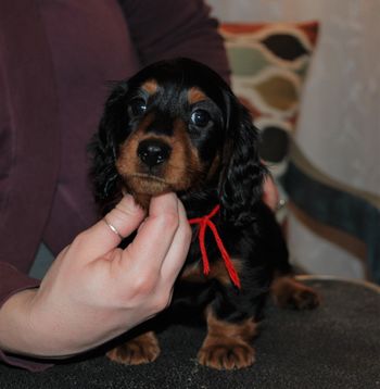 Red boy at 7 weeks old.
