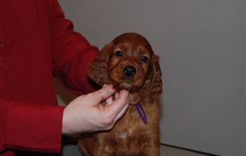 Purple girl at 6.5 weeks.
