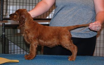 Yellow girl at 6 wks old
