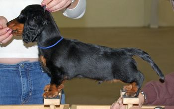 Blue Boy - 13 weeks old.
