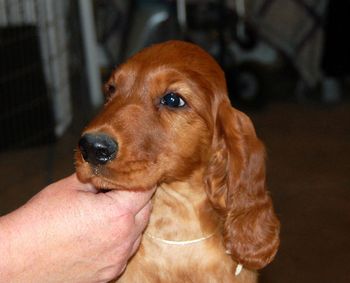 White girl's head at 9 weeks old.
