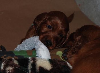 Blue boy loves playing with the stuffies!
