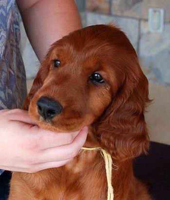 Yellow girl at 9 weeks.
