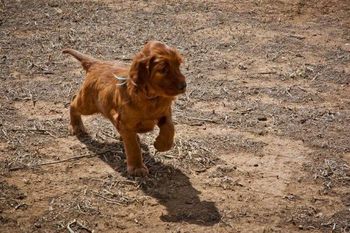 Puppies go outside. They love exploring. This is the blue boy.
