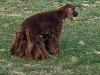 Of course they found mom...so funny to watch them nurse while she is standing. She is starting to wean them.
