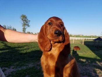 Green boy at 10 weeks.
