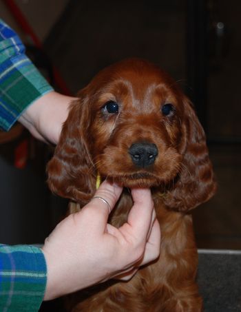 Yellow girl at 7 weeks.
