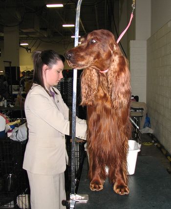 Shea grooming Bagger in Feb 2009.
