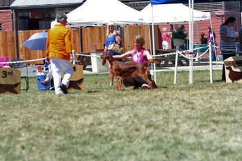 Kash being stacked at the Irish setter national in Santa Rosa, California. June 2012
