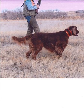 "Conor" in the field with his trainer, John Augustine. This isn't the best picture of him but at least you get the idea. He truly is beautiful to watch in the field!
