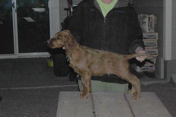 Green Boy at 8 weeks old. Lousy picture quality because my flash didn't work. But..you get the idea.
