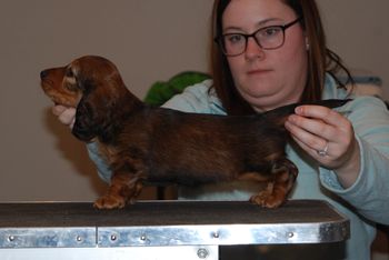 Red girl at 6.5 weeks old.
