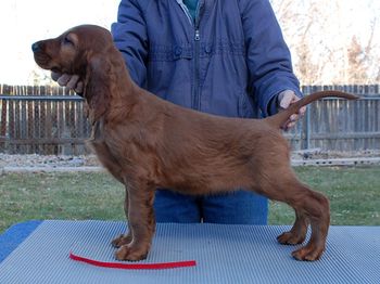 Brewin at 9 weeks.
