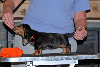 Orange girl at 6 wks.
