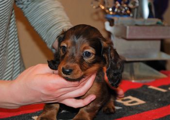 6.5 wks old black boy
