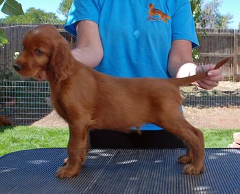 6 wks Red Boy stack
