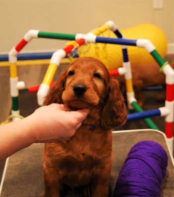 Purple girl at 6 weeks old.
