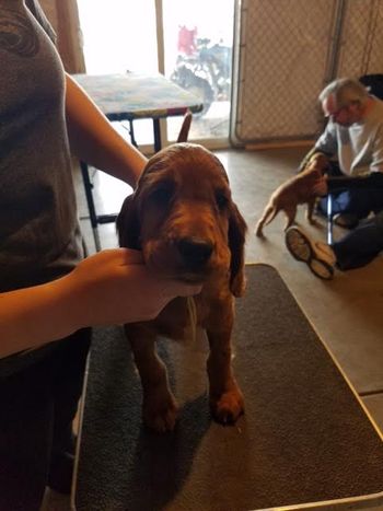 Orange girl at 8 weeks.
