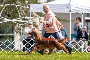 In the ring at the Irish Setter National in May of 2024
