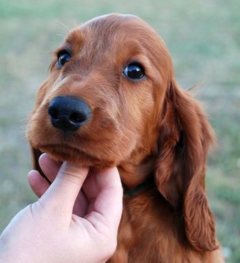 Green boy at 7 1/2 wks old.
