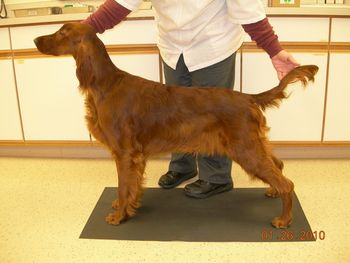 "Brody" Galewinns Huntersglen Badlands Owner: Kris Kamholz, DVM Brody is pictured here at 9 months old. He is now pointed - he went Winners Dog his first weekend out!!
