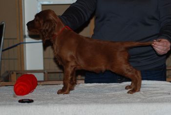 Red boy at 6 weeks.
