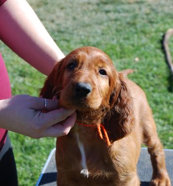 Orange girl at 7 weeks.
