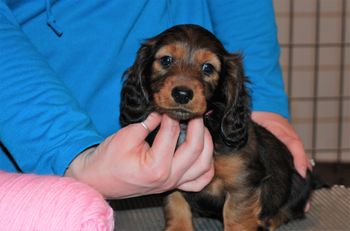 Mooch at 7 weeks old.
