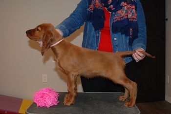 Pink girl at 9 weeks old.
