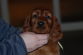 Yellow girl at 6 weeks.
