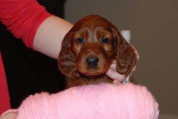 Pink girl at 6 weeks old.
