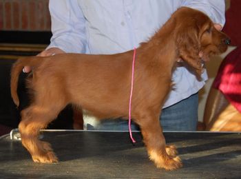 Pink Girl 7.5 weeks old
