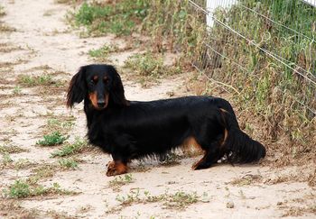 Caper in the yard at 16 months old.
