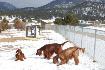 Blaise (left), Bagger (middle), and Tori (right) at the dog park in Estes Park, Colorado. Look at the beautiful mountains in the background - what a cool place to run the dogs!! April 2009
