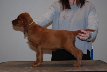 Yellow girl at 8 weeks old.
