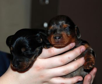 Eyes still closed. 10 days old.
