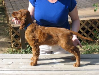 Pink girl at 9 weeks old. Pink girl is now owned by Debbie Clemmens in Colorado. Her registered name is Galewinns Rio's Miss Independent and her call name is "Indy". I have a suspicion that Indy is going to keep Debbie "on her toes"! lol
