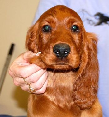 Grey Girl head shot - 11 wks.
