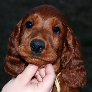 Yellow girl at 7 1/2 wks old.
