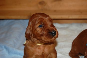 Just look at that face!! This is the yellow girl. Oct. 23, 2011
