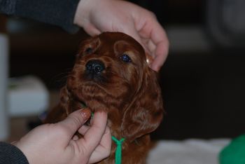 Green boy at 5 weeks.
