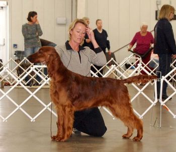 Bode in his first match. He is 8 1/2 months old. He did go Best Puppy! 1/17/10
