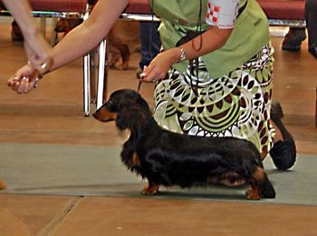 Baron in regular classes at the National. He went RWD and we were thrilled!! Oct. 2010
